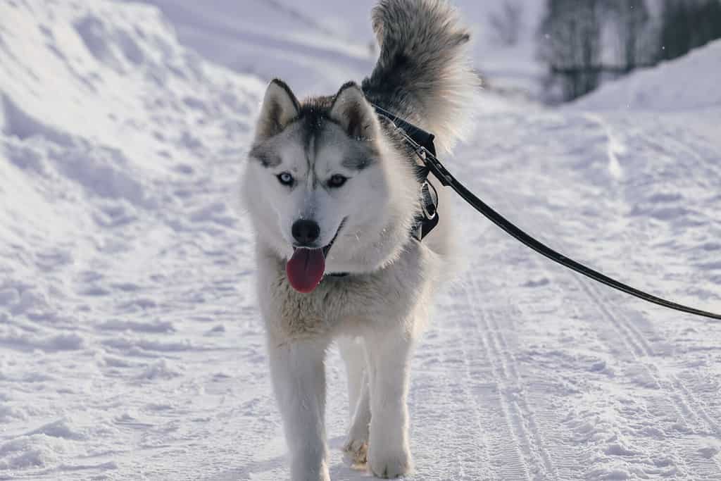 Il cane husky cammina in inverno.  Il cane cammina nella neve.  Husky siberiano con occhi diversi.  Eterocromia nel Siberian Husky.  Husky in inverno.  Cane al guinzaglio.
