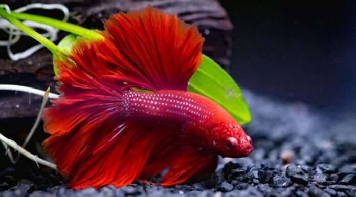 Animali rossi - Pesce combattente siamese