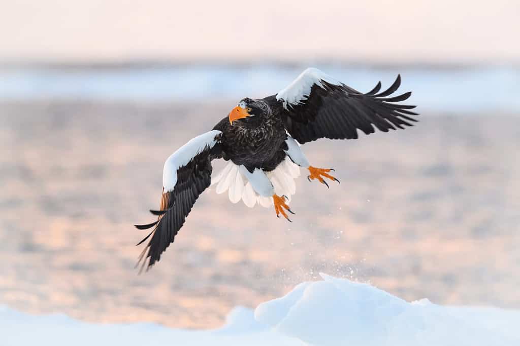 L'aquila di mare di Steller, Haliaeetus pelagicus L'uccello vola in un bellissimo ambiente invernale artico Giappone Hokkaido Scena della fauna selvatica dalla natura asiatica.  proveniva dalla Kamtchatka
