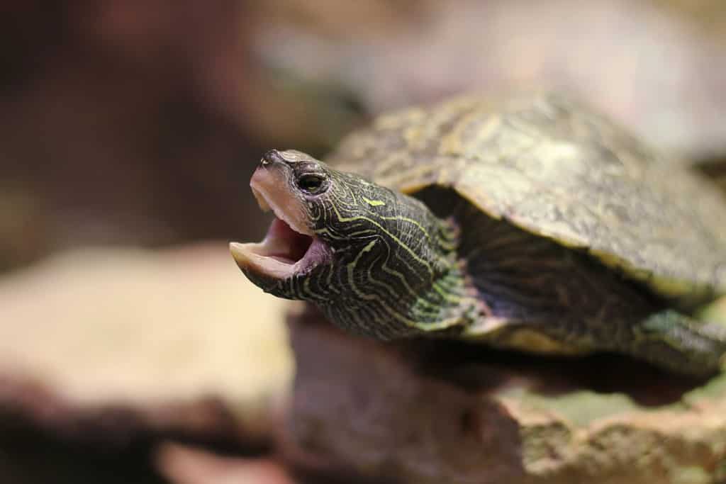 Tartaruga dipinta carina e vivace che si diverte nel serbatoio dell'acqua degli animali selvatici con la bocca aperta.