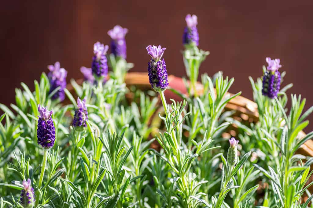 Primo piano di fiori di lavanda fresca in un vaso di terracotta