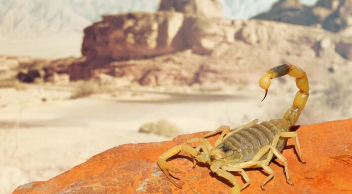 Scorpione giallo della Palestina o Deathstalker, Leiurus quinquestriatus su pietra di sabbia rossa con montagna di paesaggio desertico pietroso colorato su sfondo morbido.  Avvicinamento