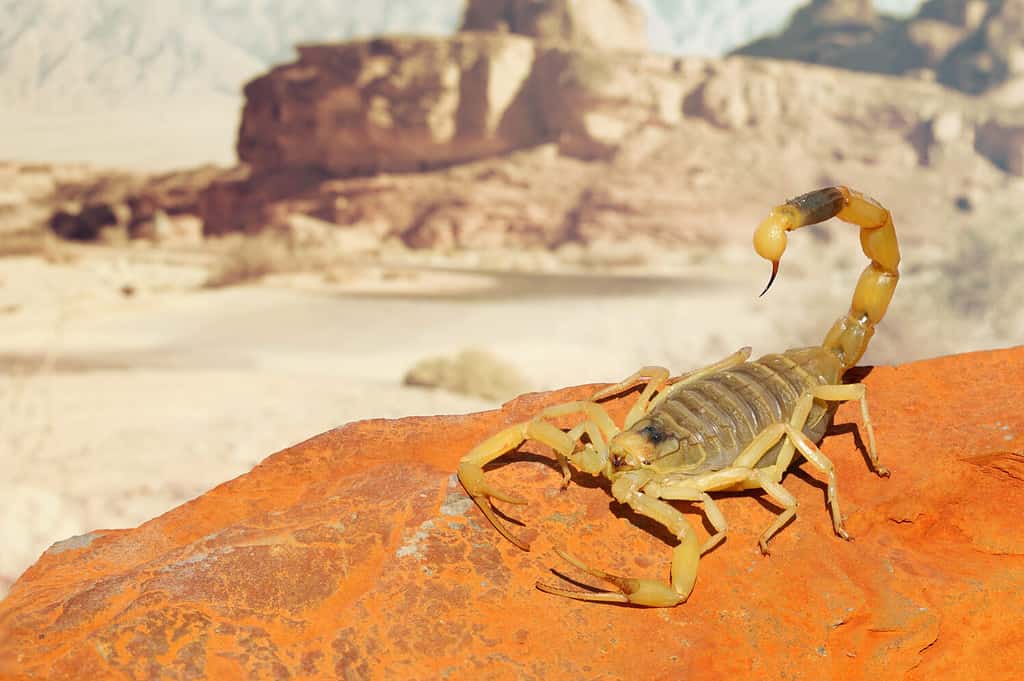 Scorpione giallo della Palestina o Deathstalker, Leiurus quinquestriatus su pietra di sabbia rossa con montagna di paesaggio desertico pietroso colorato su sfondo morbido.  Avvicinamento