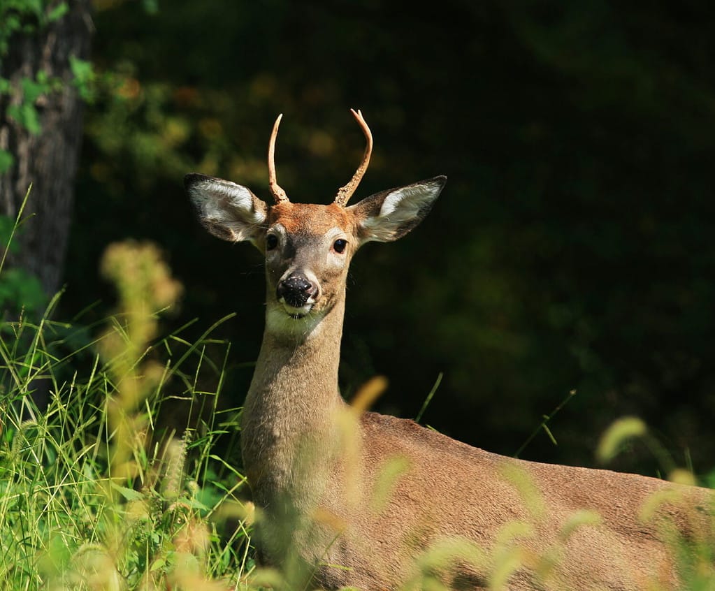 Cervo dalla coda bianca Spike Buck