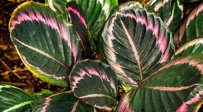 Calathea roseopicta 