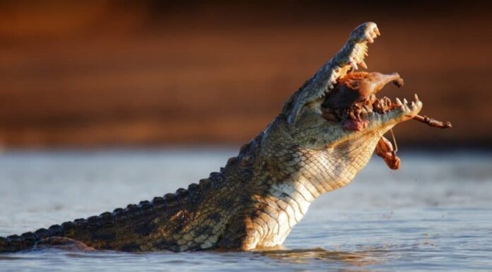 Coccodrillo del Nilo (Crocodylus niloticus) deglutizione un Impala - Parco Nazionale Kruger (Sudafrica)
