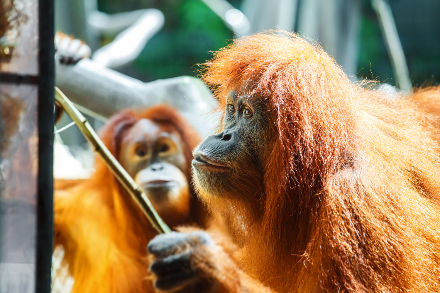 L'uso degli strumenti è un comportamento degli oranghi che mostra la loro intelligenza meccanica,