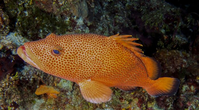 Un grande Red Hind (Epinephelus guttatus) a Cozumel, in Messico