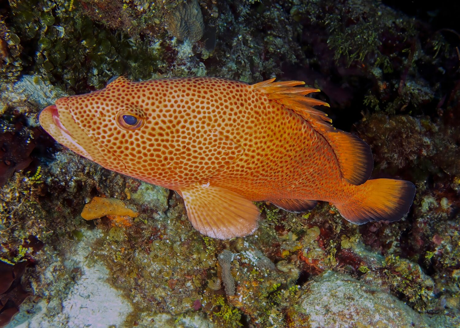 Un grande Red Hind (Epinephelus guttatus) a Cozumel, in Messico