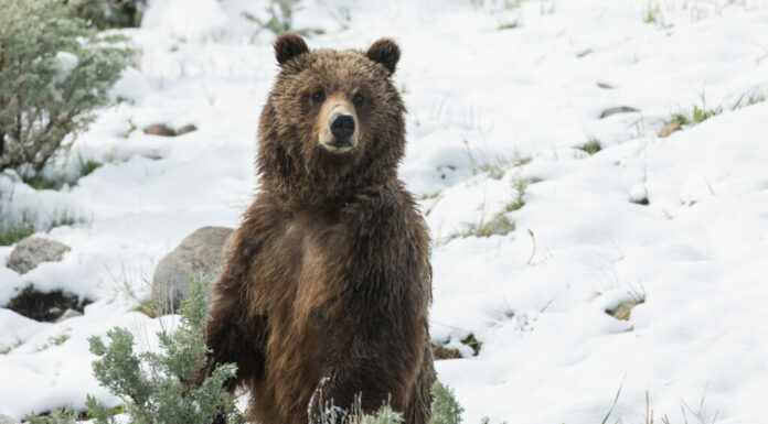 La mamma orso grizzly è sempre vigile e controlla dove si trova il suo cucciolo.