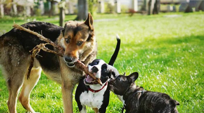 Tre cani amichevoli e felici che giocano nel parco estivo.  Pastore tedesco, staffordshire terrier americano e bulldog francese che tengono un bastone.  Diverse razze di cani si divertono insieme.