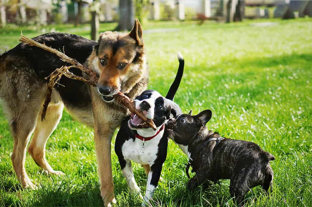 Tre cani amichevoli e felici che giocano nel parco estivo.  Pastore tedesco, staffordshire terrier americano e bulldog francese che tengono un bastone.  Diverse razze di cani si divertono insieme.