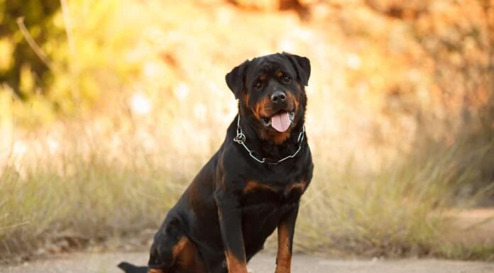 bellissimo cane di razza Rottweiler per una passeggiata autunnale