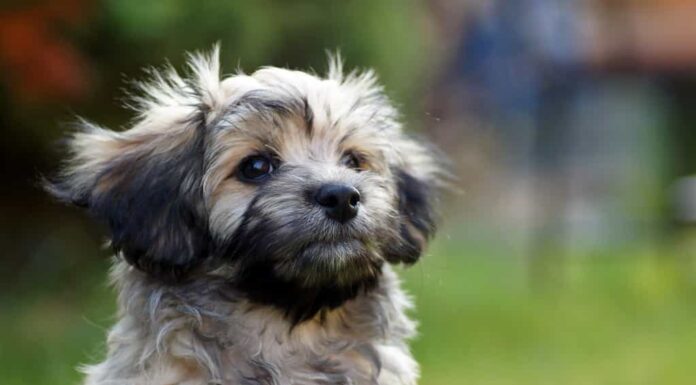 Cane Havanese sul prato verde