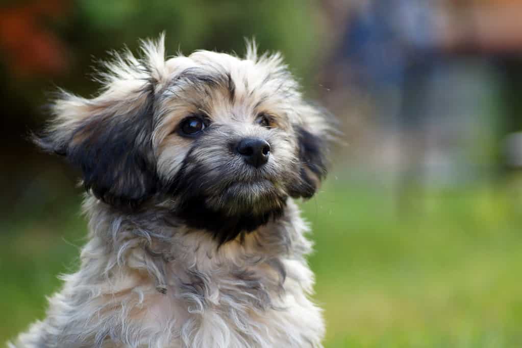 Cane Havanese sul prato verde