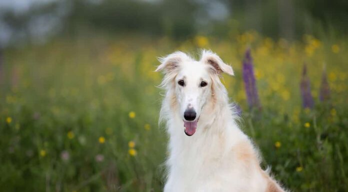 Ritratto di bellissimo cane di razza borzoi russo seduto nell'erba verde e nel campo del ranuncolo giallo in estate al tramonto