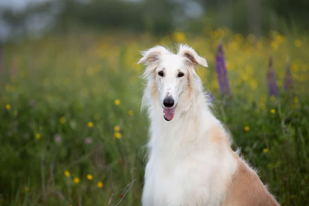 Ritratto di bellissimo cane di razza borzoi russo seduto nell'erba verde e nel campo del ranuncolo giallo in estate al tramonto