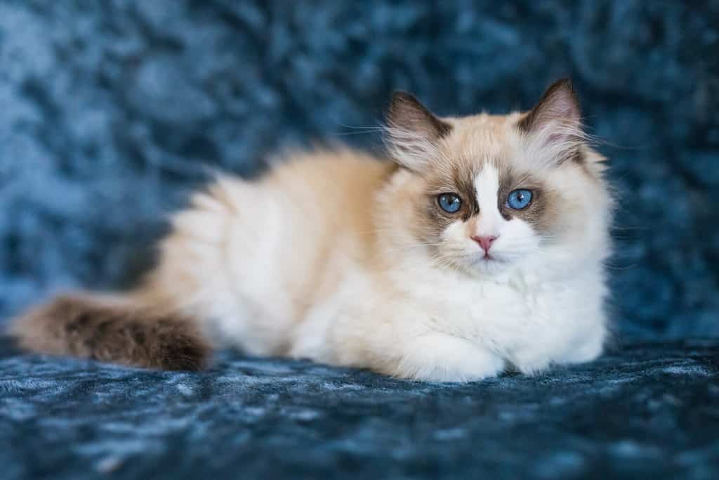 Un simpatico gattino ragdoll bicolore che si rilassa su uno sfondo blu.  Il gatto di undici settimane è marrone e bianco e ha gli occhi azzurri.