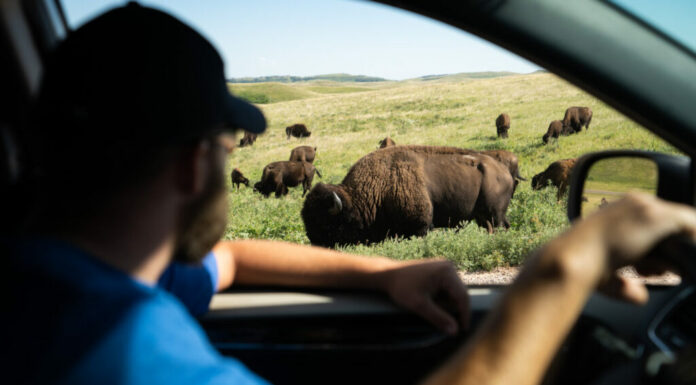 Guardare Bison dal finestrino dell'auto