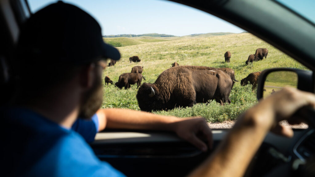 Guardare Bison dal finestrino dell'auto