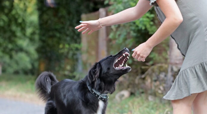 Cane aggressivo che attacca una giovane donna caucasica.  Border collie bianco e nero che morde una persona.  Ragazza indifesa che viene morsa da un cane randagio non addestrato.  Il cane spaventato morde al parco.