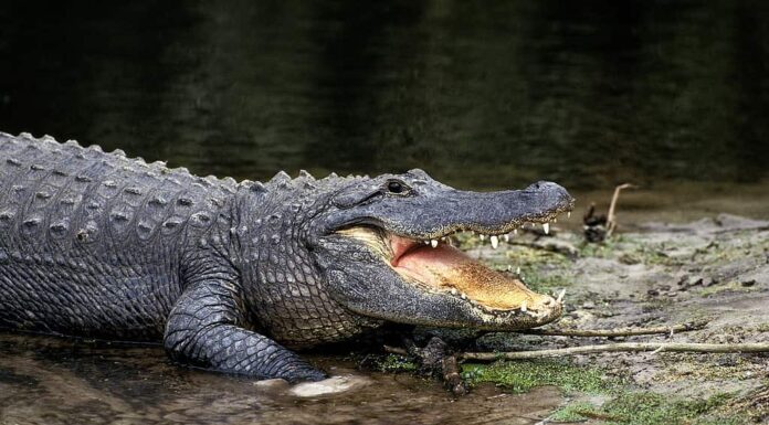 Alligatore americano, alligatore mississipiensis, adulto con bocca aperta che regola la temperatura corporea
