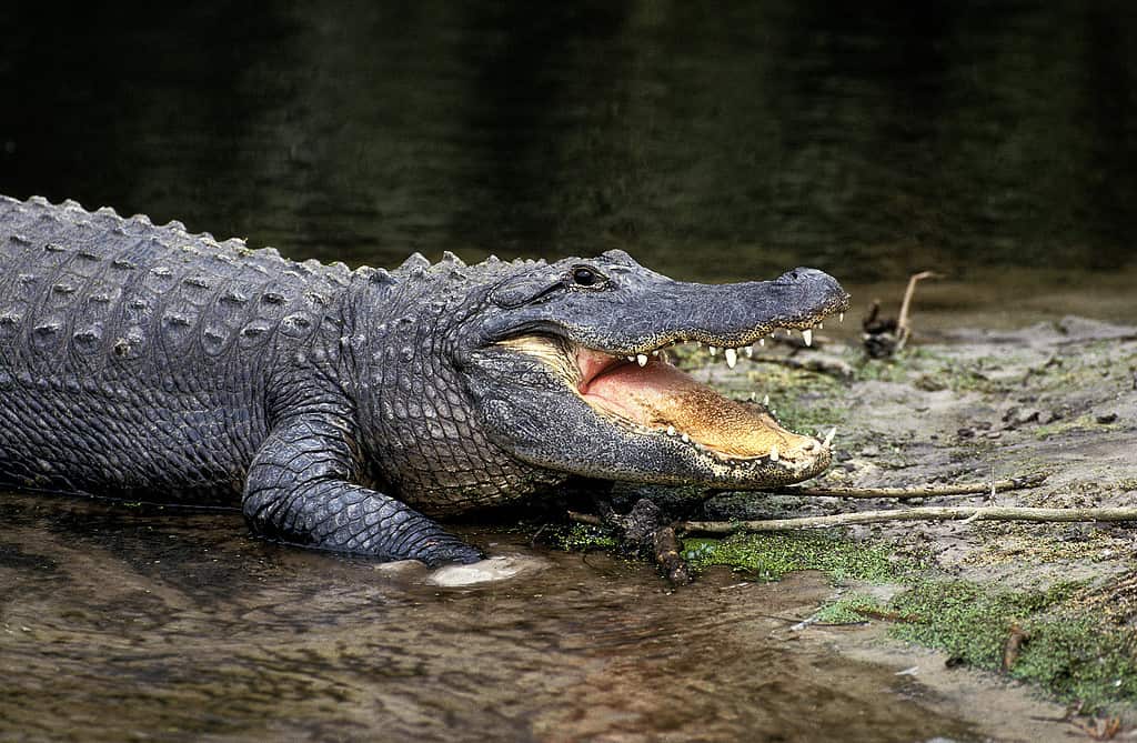 Alligatore americano, alligatore mississipiensis, adulto con bocca aperta che regola la temperatura corporea