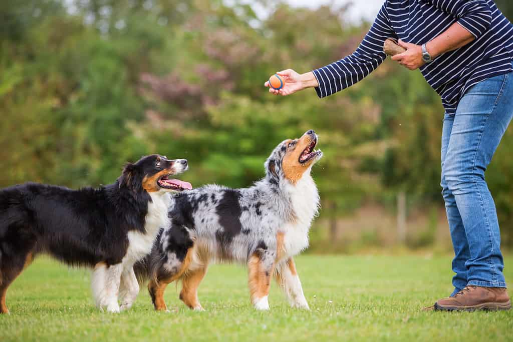 una donna si allena con due cani da pastore australiani su un campo di addestramento per cani