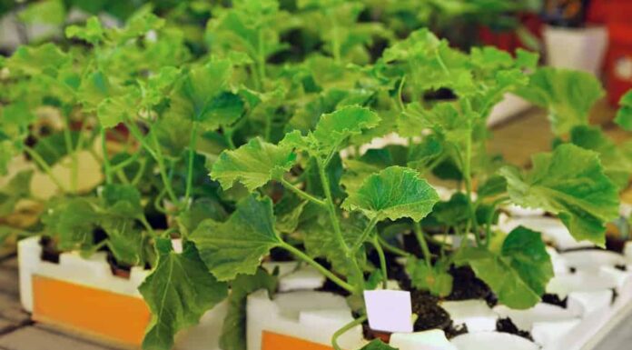 Vasi con piantine di zucca verde in vassoi sul tavolo