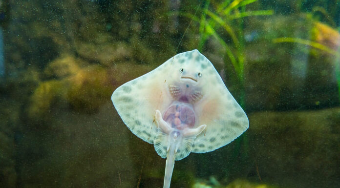 Stingray del bambino che fissa sott'acqua l'acquario