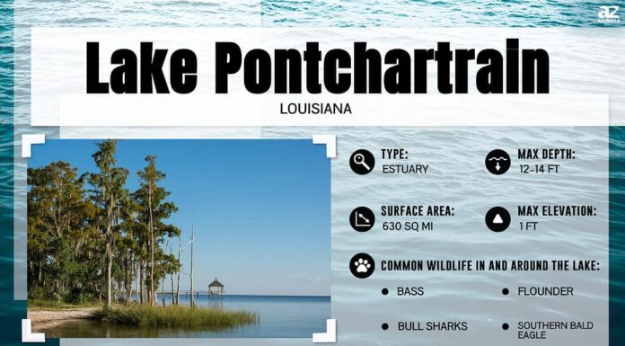 Quanto è profondo il lago Pontchartrain?
