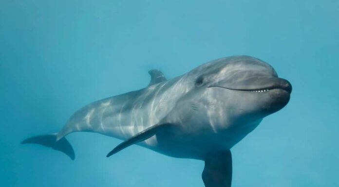 Il giovane delfino tursiope curioso guarda nella telecamera e sorride.  Selfie del delfino.  Avvicinamento