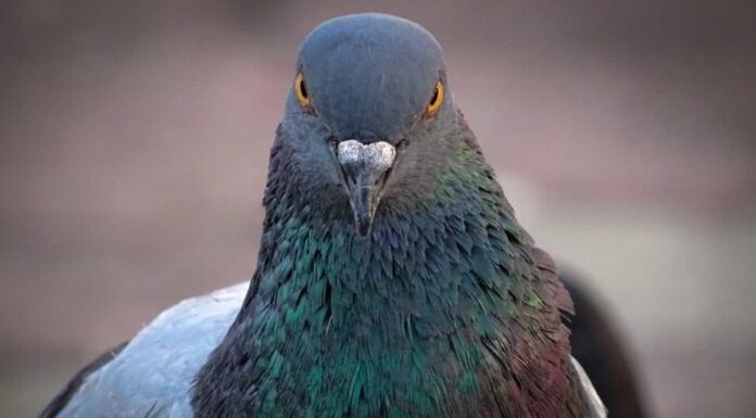 Vista frontale del volto di Rock Pigeon