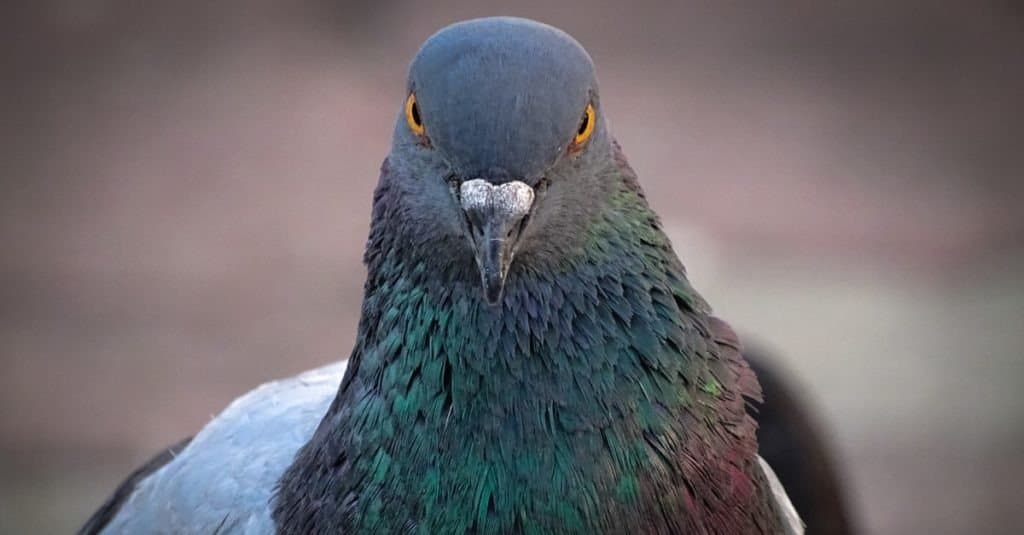 Vista frontale del volto di Rock Pigeon