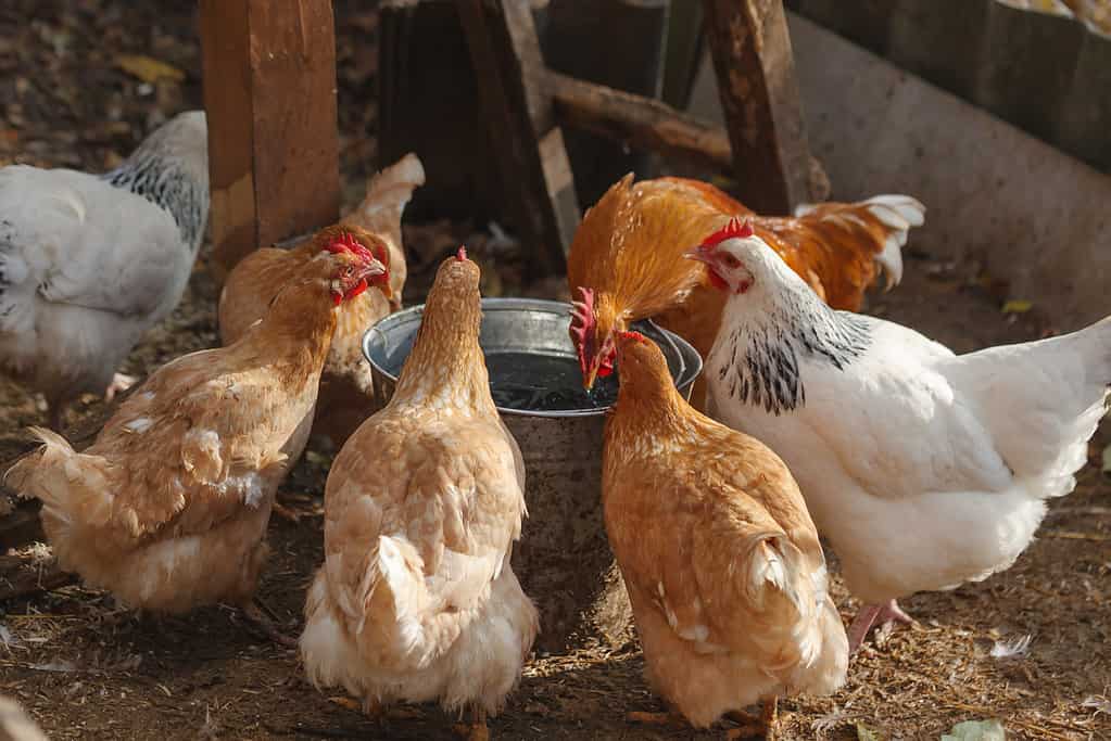 I polli domestici bevono l'acqua da un secchio in una piccola fattoria.