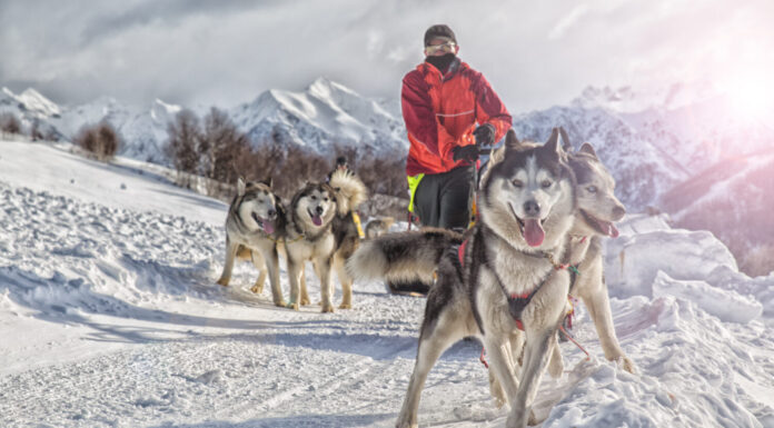 Corsa di cani da slitta Alaskan Malamute gara invernale sulla neve