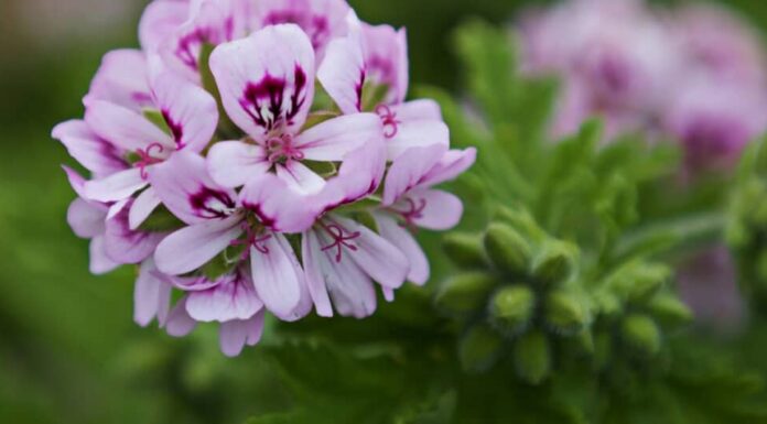 I gerani sono velenosi per cani e gatti? Pelargonium