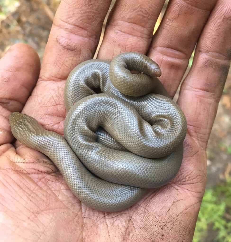 Un piccolo boa di gomma settentrionale nella mano di un uomo.