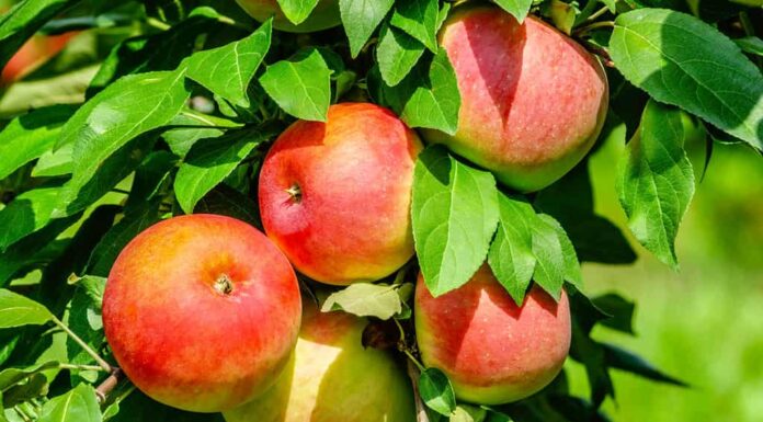 Mazzo di mele rosse (nome binomiale: Malus pumila) che maturano su un albero nel meleto, per temi di nutrizione e freschezza