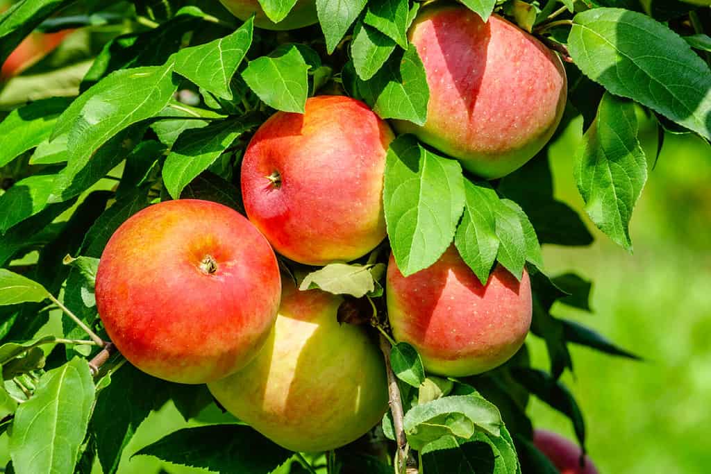 Mazzo di mele rosse (nome binomiale: Malus pumila) che maturano su un albero nel meleto, per temi di nutrizione e freschezza