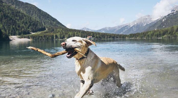 Cane felice in montagna