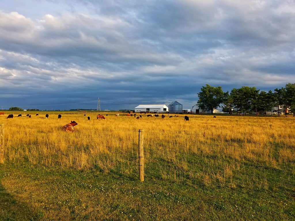Contea di Hancock, Ohio, campo di mucche al pascolo proprio prima dell'avvicinarsi della tempesta.
