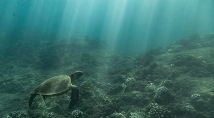 strisce di luce si irradiano verso il basso sulla tartaruga marina che nuota sul fondo dell'oceano di Oahu