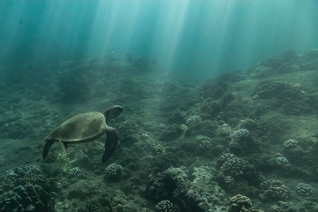 strisce di luce si irradiano verso il basso sulla tartaruga marina che nuota sul fondo dell'oceano di Oahu