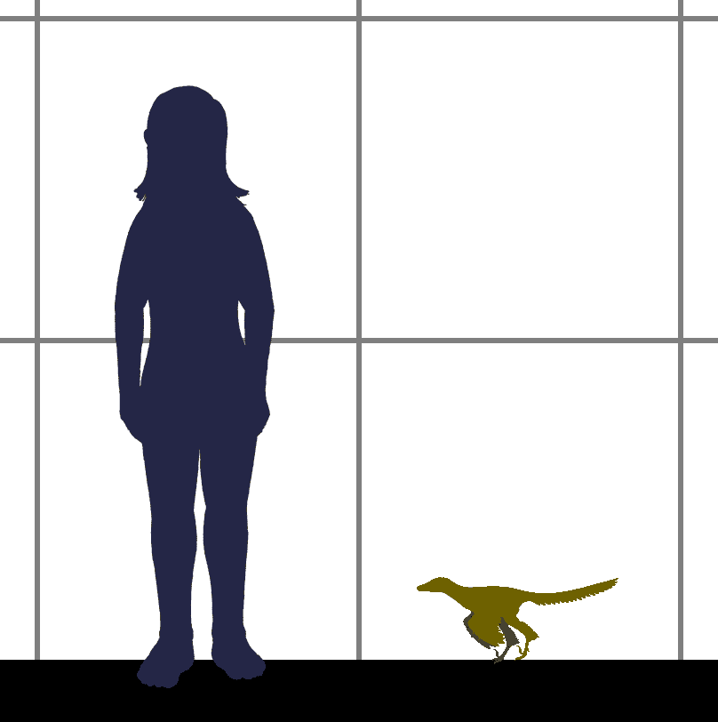 Dimensioni del deinonicosauro uccello Xiaotingia, rispetto a un essere umano.