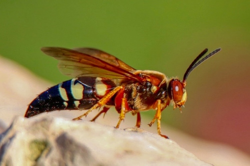 Primo piano di una cicala Killer Wasp seduta su una roccia in un giardino in un soleggiato pomeriggio estivo vicino al lago Harriet a Minneapolis, Minnesota