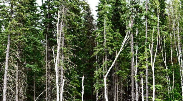 La foresta che circonda Fox Creek, Alberta, Canada.