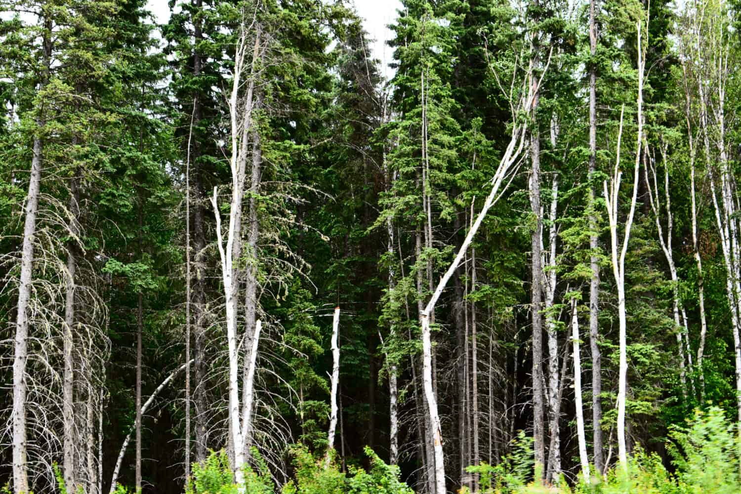 La foresta che circonda Fox Creek, Alberta, Canada.