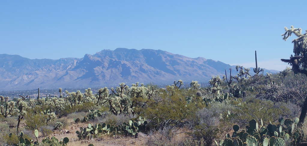 Vista del Monte Lemmon dal Parco nazionale del West Saguaro vicino a Tucson, Arizona