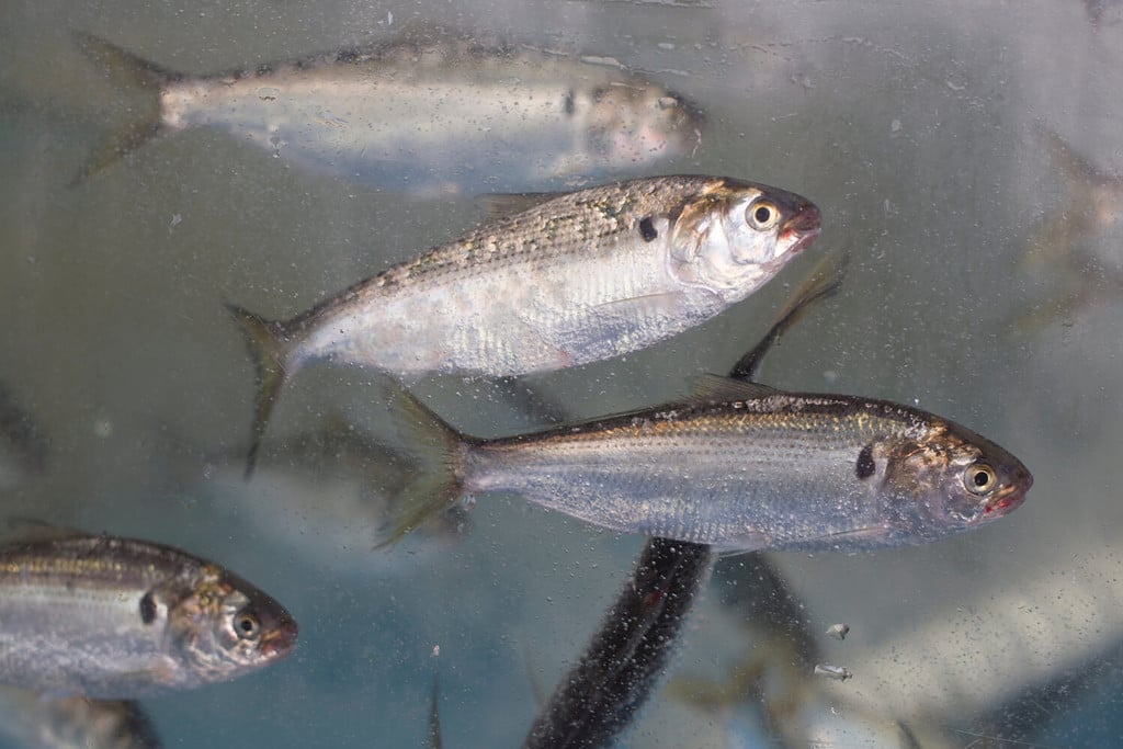 Alosa di ventriglio nell'acquario.  Konoshiro